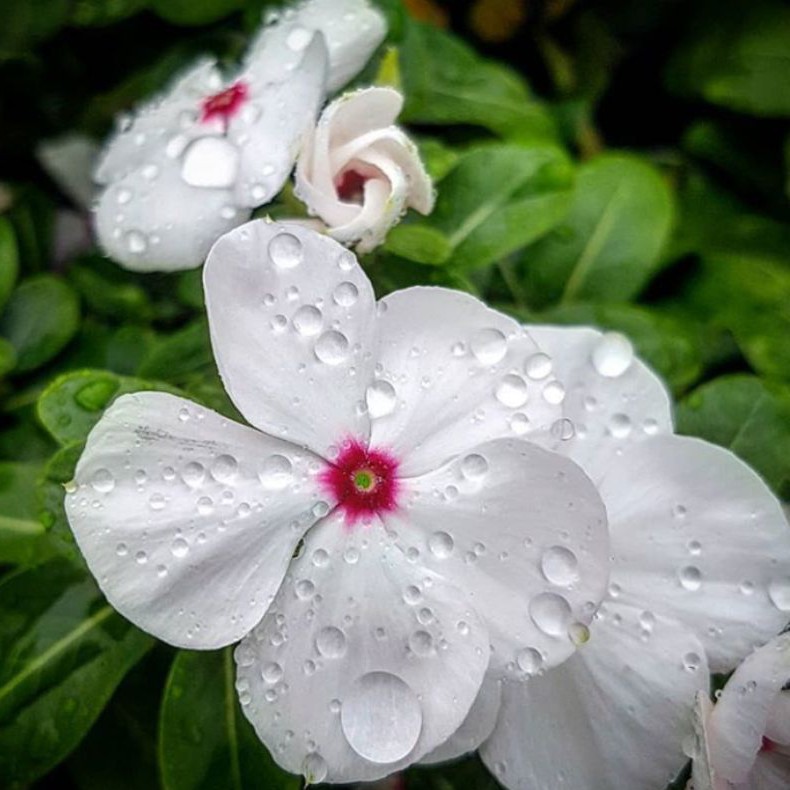 

Bunga tapak dara putih