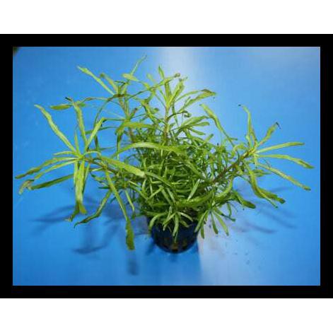 Terlaris Tanaman Aquascape Pogostemon Octopus Shopee Indonesia