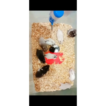hamster syrian