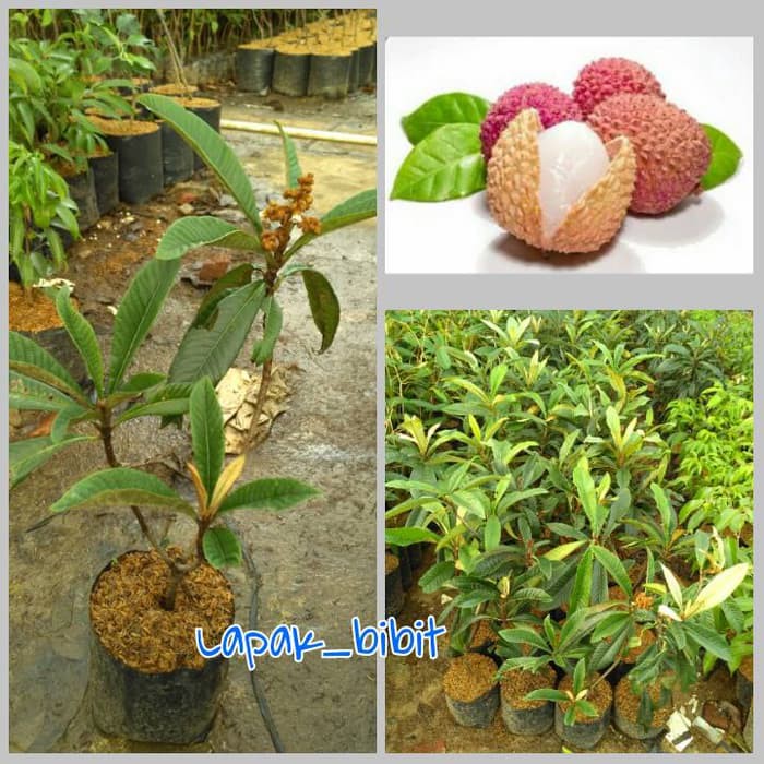 Bibit Buah Leci Kuning