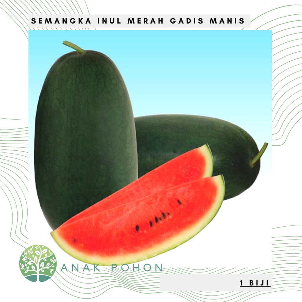 Benih Bibit Biji - Semangka Inul Merah Berbiji Gadis Manis Hibrida F1 Watermelon Seeds