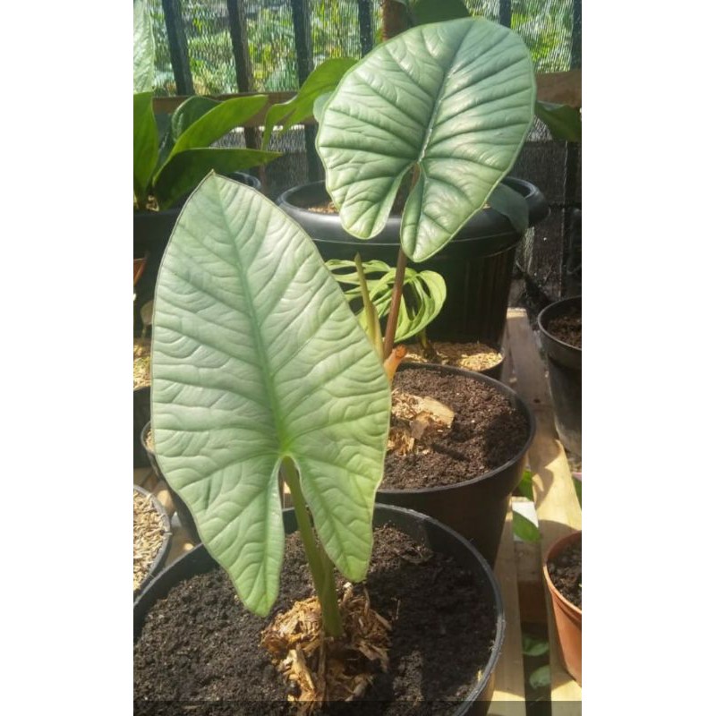Alocasia Regina