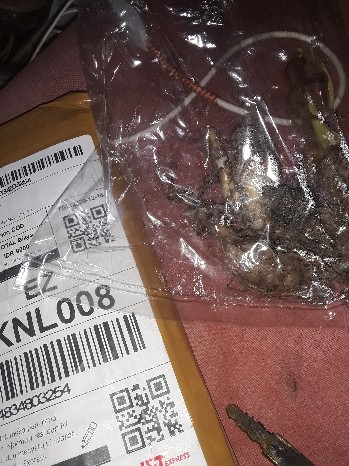 Bibit Umbi Sedap Malam Murah