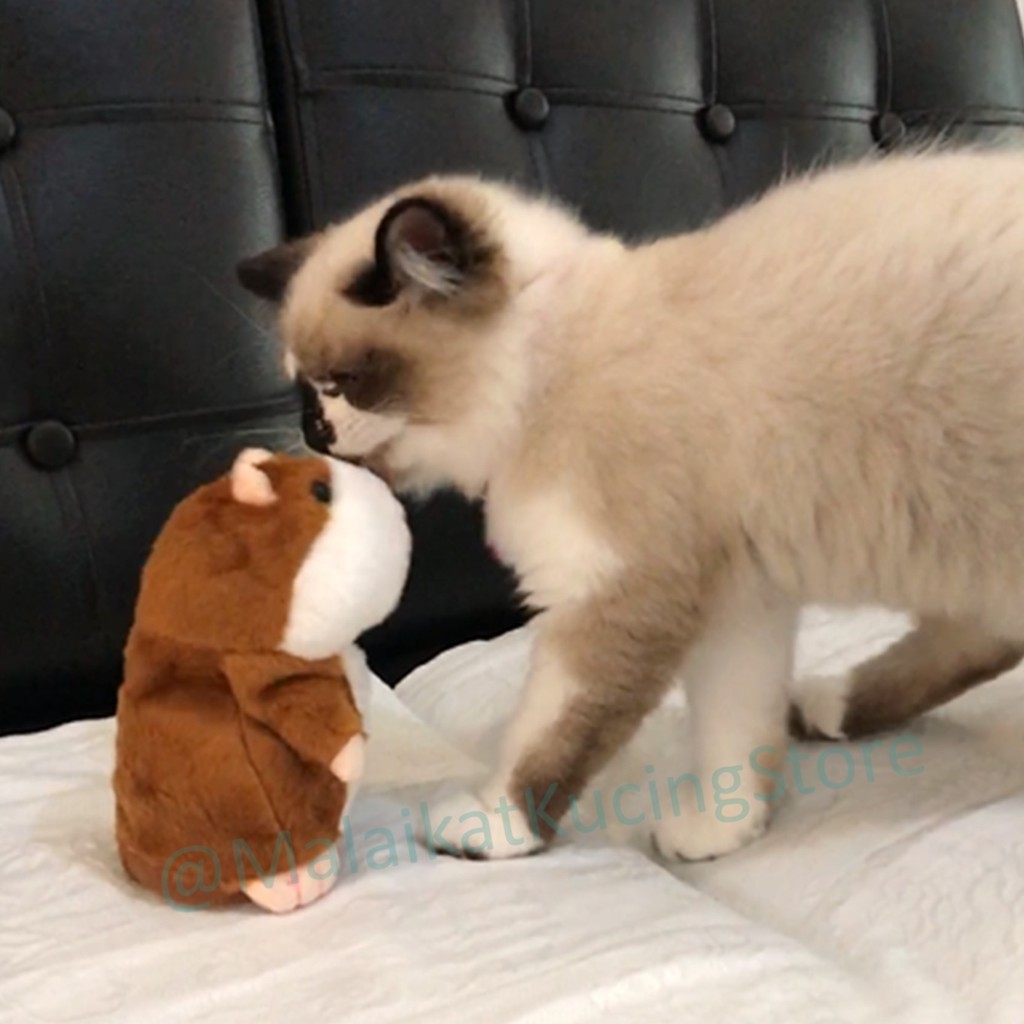 Hamster Interactive Plush / Mainan Kucing Boneka Hamster