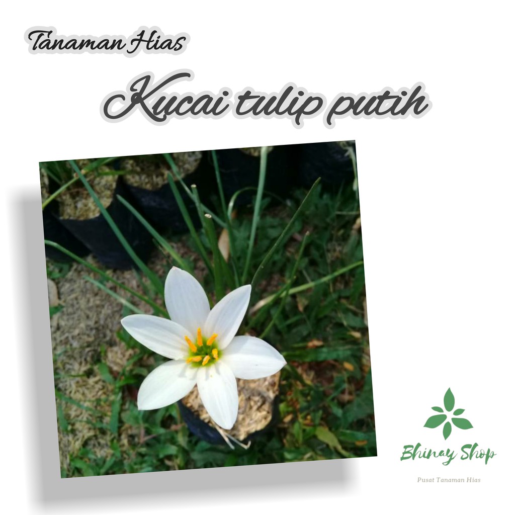 TANAMAN HIAS KUCAI TULIP BUNGA PUTIH / POHON HIAS KUCAI TULIP BUNGA PUTIH / KUCAI TULIP BUNGA PUTIH