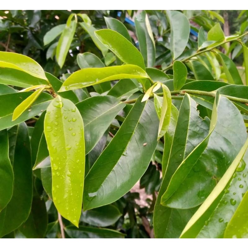

daun sirsak pres 500gram