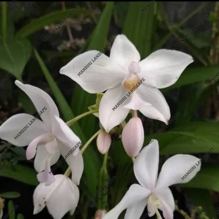 PROMO Tanaman Hias Anggrek Tanah Bunga Putih-tanaman hidup-tanaman hias hidup(bunga anggrek hidup-ta