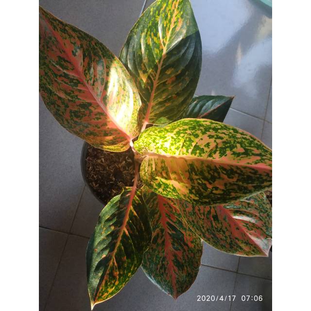 Aglonema luksub/ red striptis