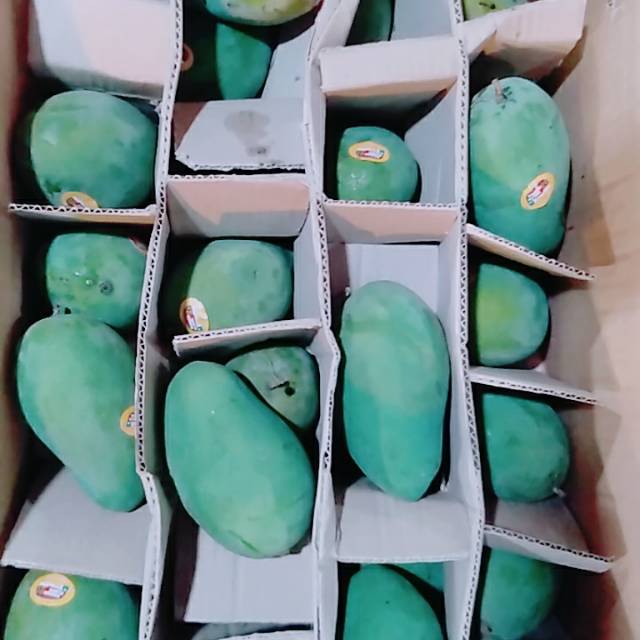 

Mangga Alpukat