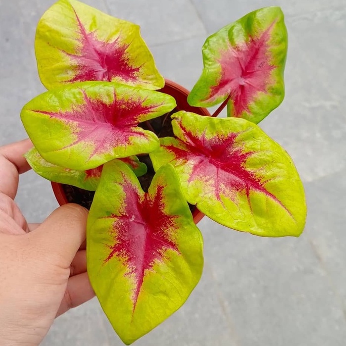 Jual Caladium Hybrid Lemon Blush Bibit & Tear Of The Sun - Tanaman Hias ...