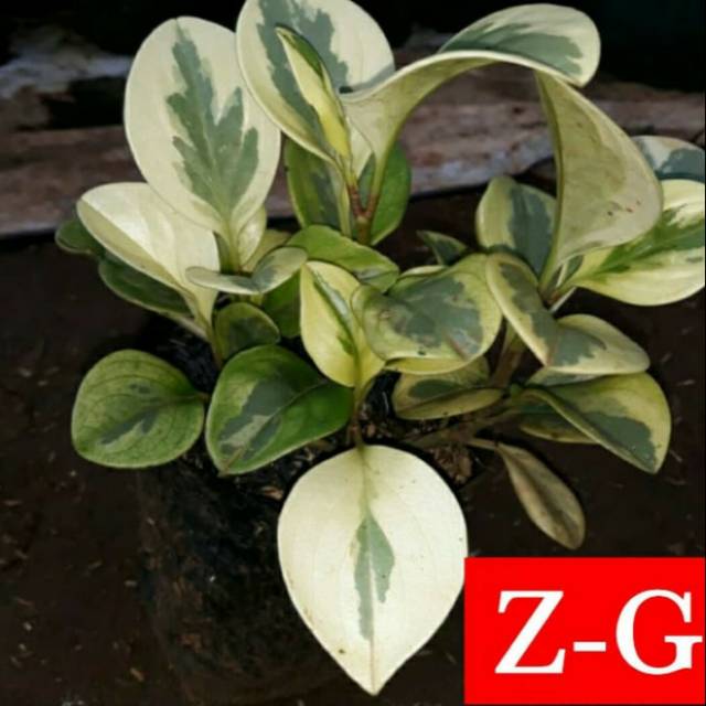 peperomia variegata-bibit tanaman hias peperomia variegata