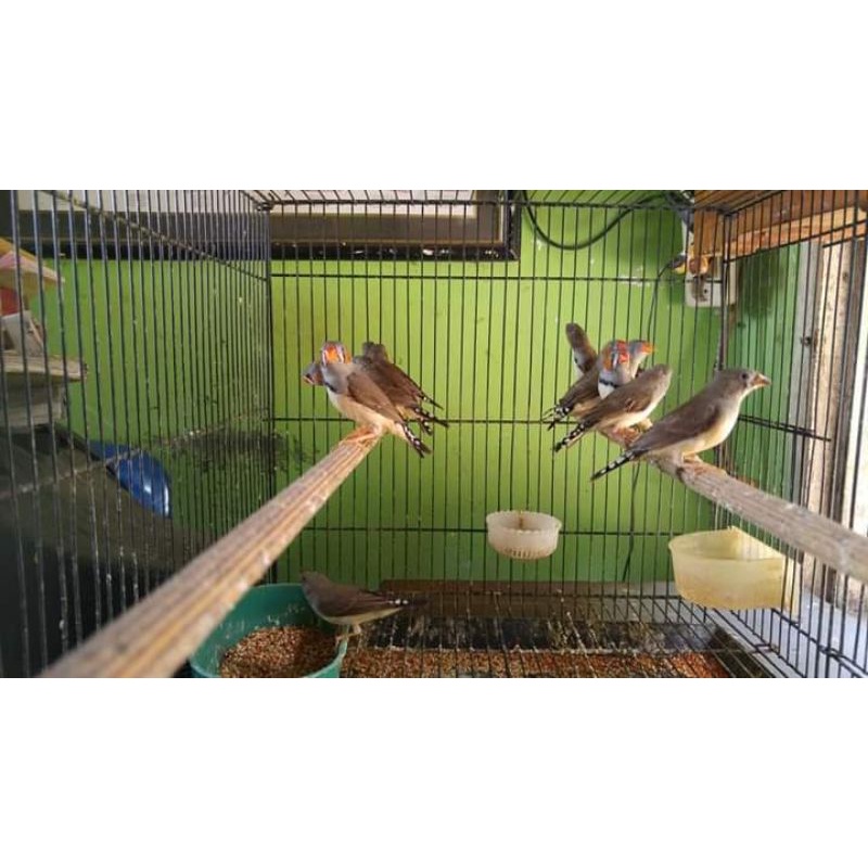 BURUNG ZEBRA FINCH SEPASANG PILIHAN