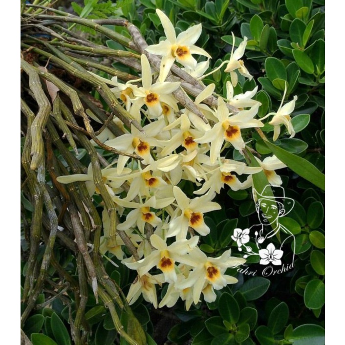 FahriOrchid - Anggrek wangi Dendrobium heterocarpum