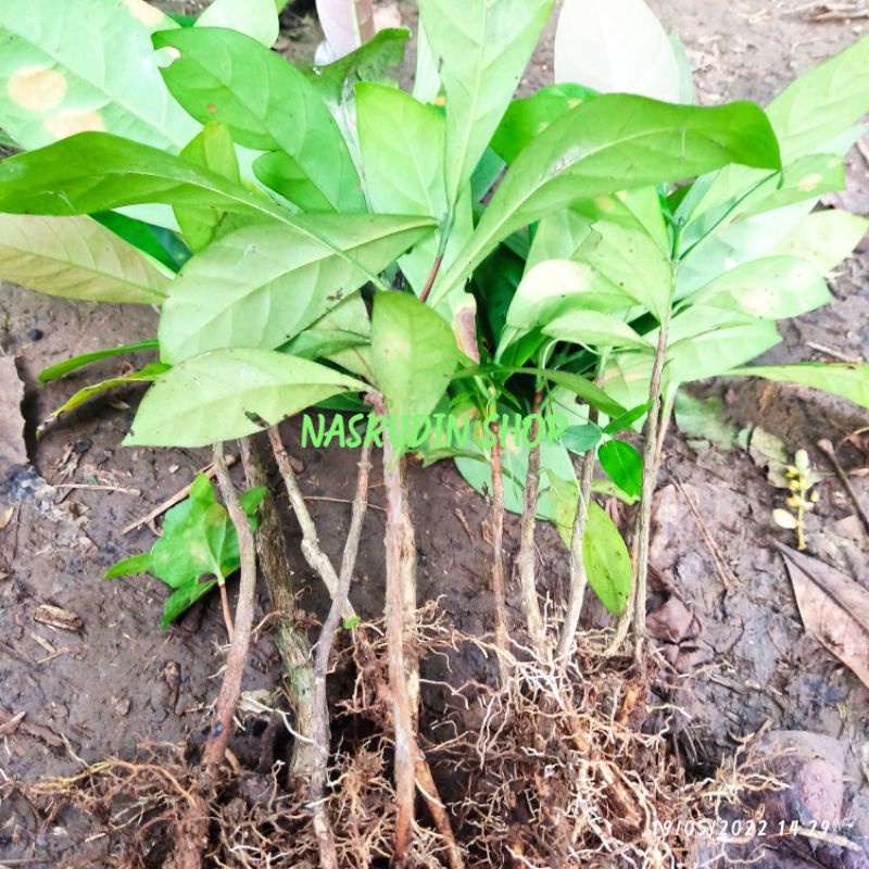 

[Fresh] BIBIT KOPI GARUDA 20 POHON / BUKAN BIBIT KOPI ARABIKA / BUKAN BIBIT KOPI ROBUSTA / BUKAN