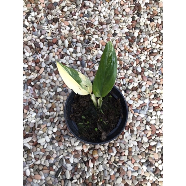 Philodendron Standleyana Varigata Kuning 2 mata tunas