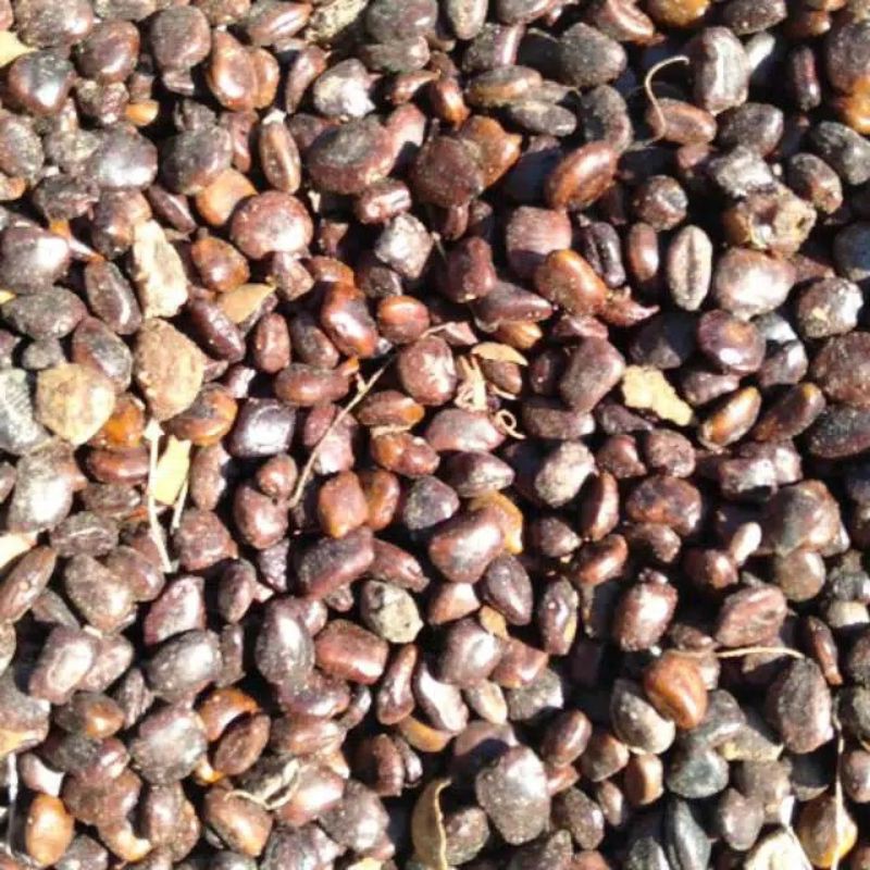

Biji Asam Jawa 1kg