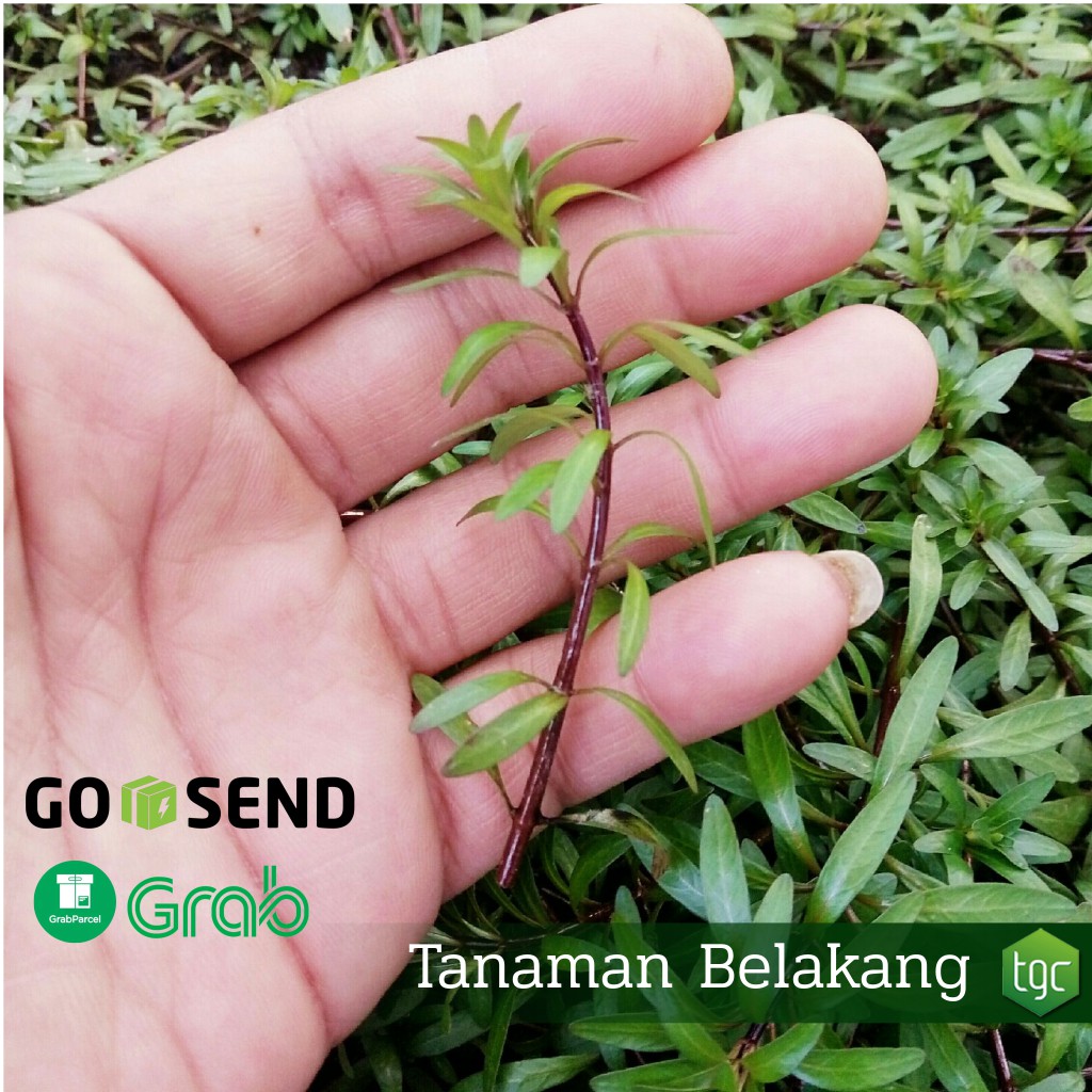 Ludwigia Inclinata var. Cuba - Emersed