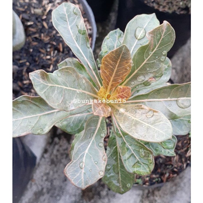 Tanaman Hias Adenium Socotranum (Sesuai Photo)