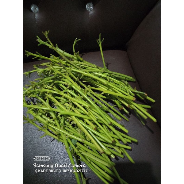 ENTRES Alpukat MIKI,100% VALID