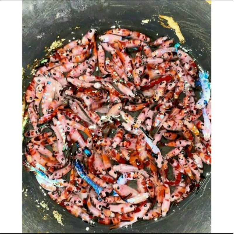 

koi multy, yellow kuntai