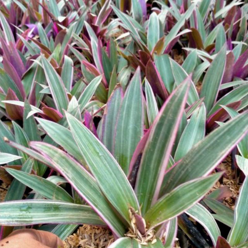 Tanaman hias adamhawa ungu variegata murah