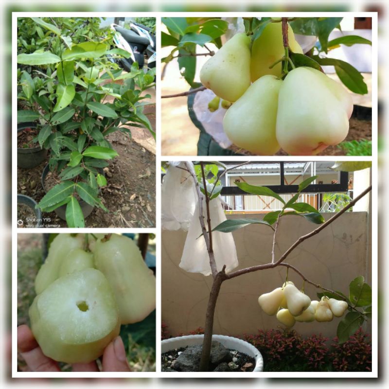 Bibit Jambu Air Madu Deli Putih Susu