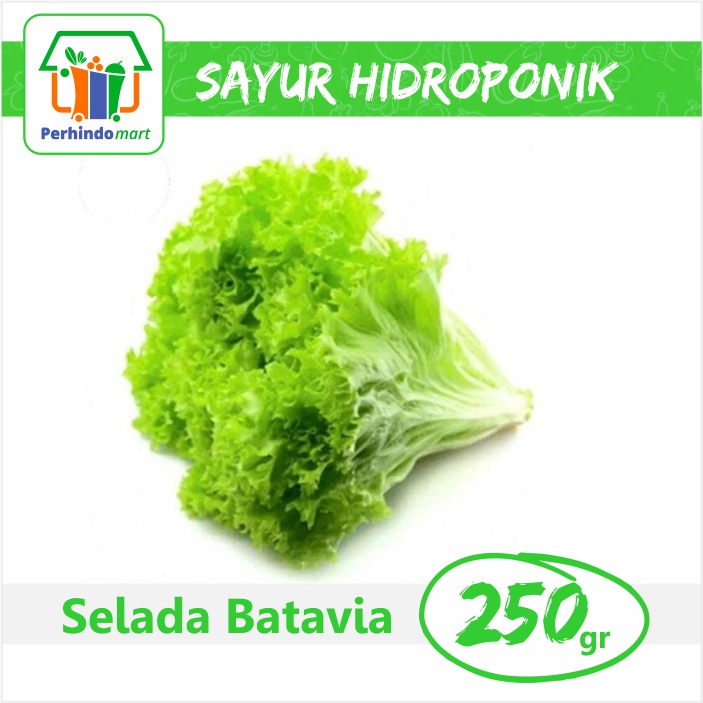 

Selada Batavia Hidroponik (Surabaya & Sidoarjo only)