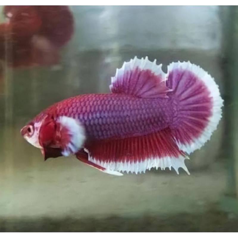 

ikan cupang BIG EAR betina