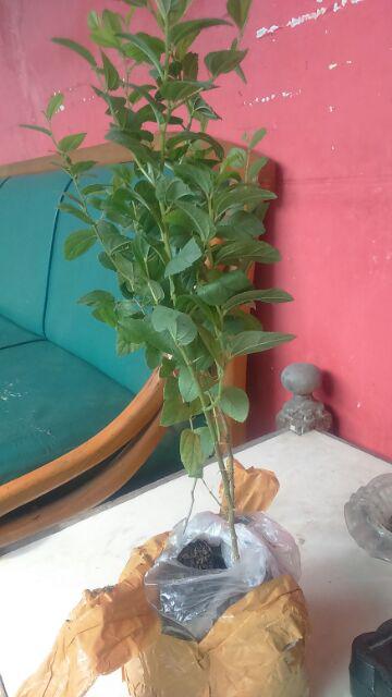 Bidara Arab Unggul Bercabang (luar Jawa Wajib Jne)