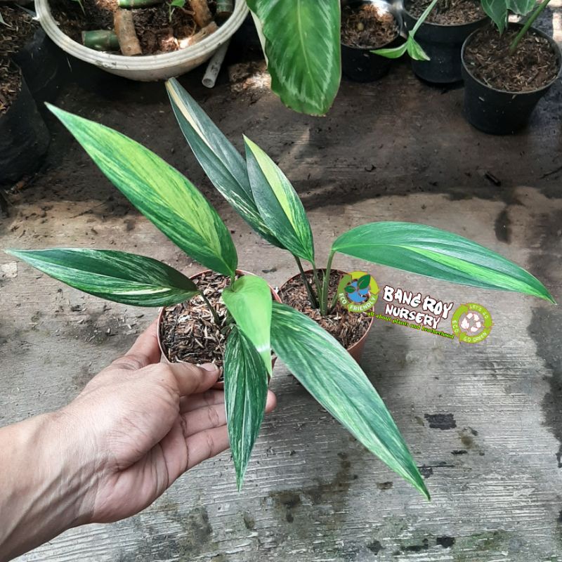 epipremnum amplisimum variegata