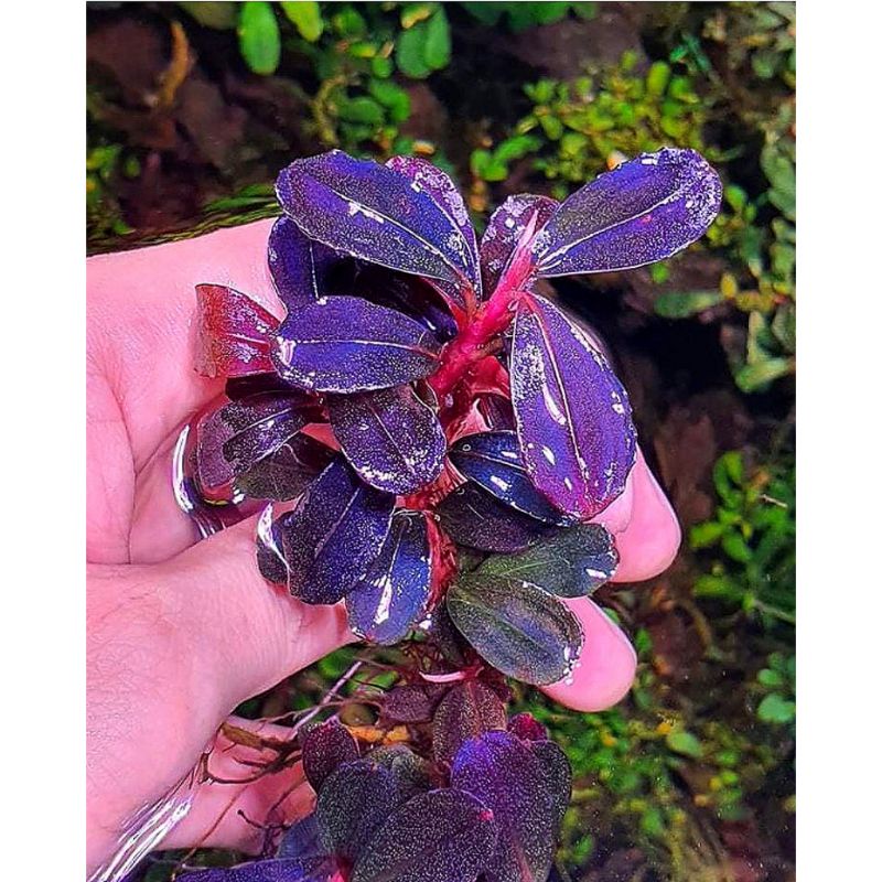 bucephalandra kapuas metallic kualitas top for sale per 1/2 kg