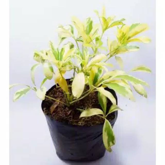 TANAMAN HIAS WALI SONGO VARIEGATA