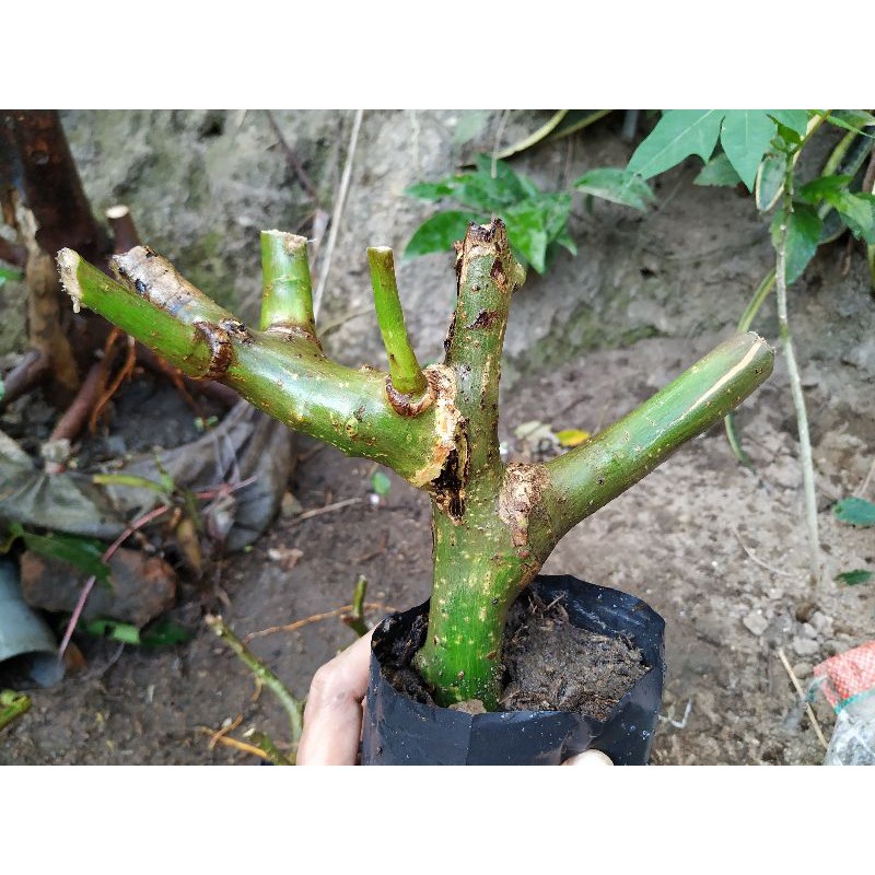 Bakalan Bonsai Serut Mame istimewa