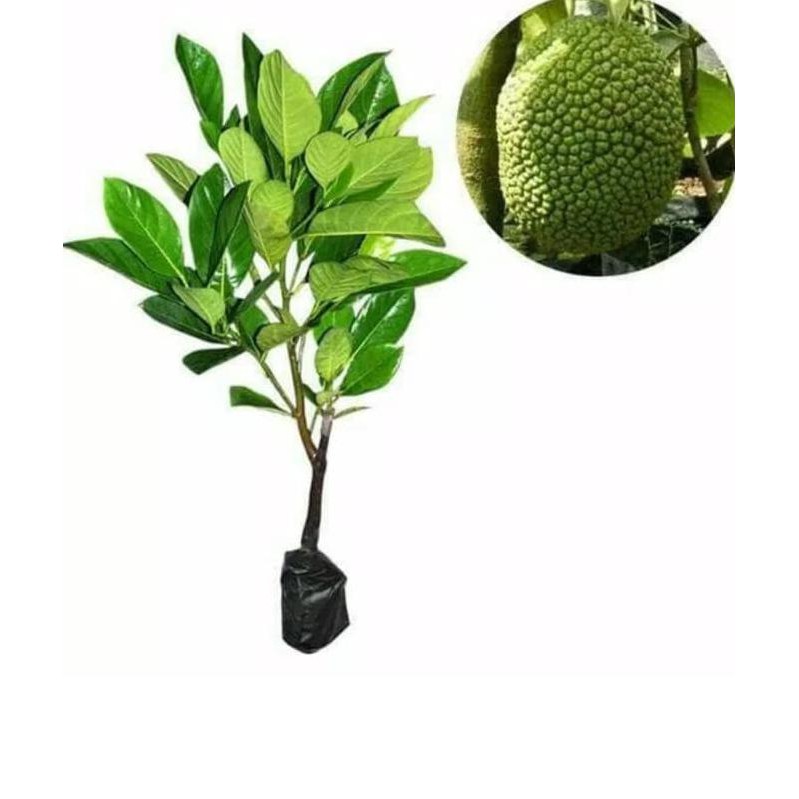 

UNIK Promo Bibit Nangka Sayur Genjah Unggul Terbaik 2 SEPTEMBER
