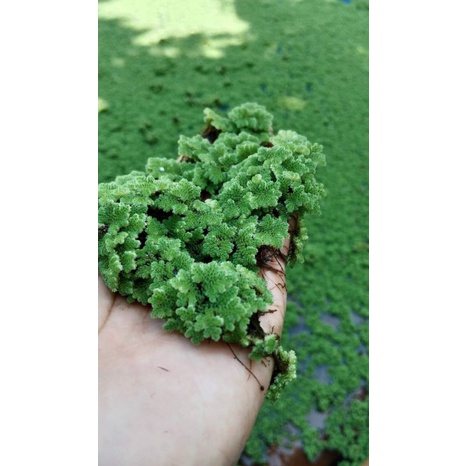 paket azolla microphylla 5 kg bibit azolla berkualitas bibit azola azolla