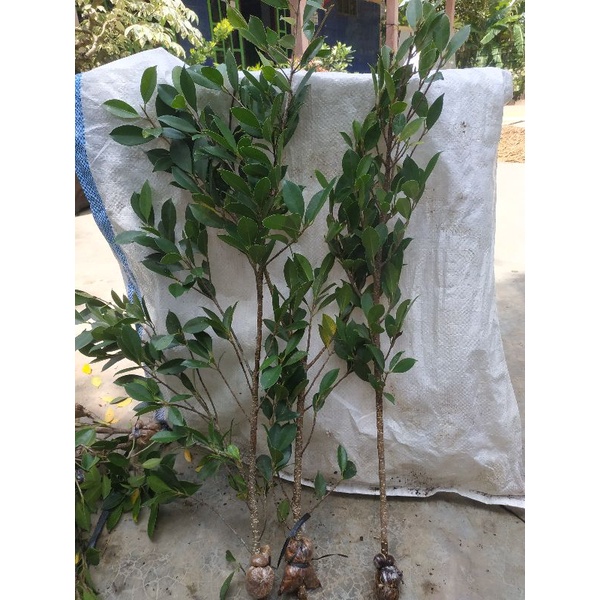 kimeng/bringin Komeng/fokus mikro Karpa/bahan bonsai