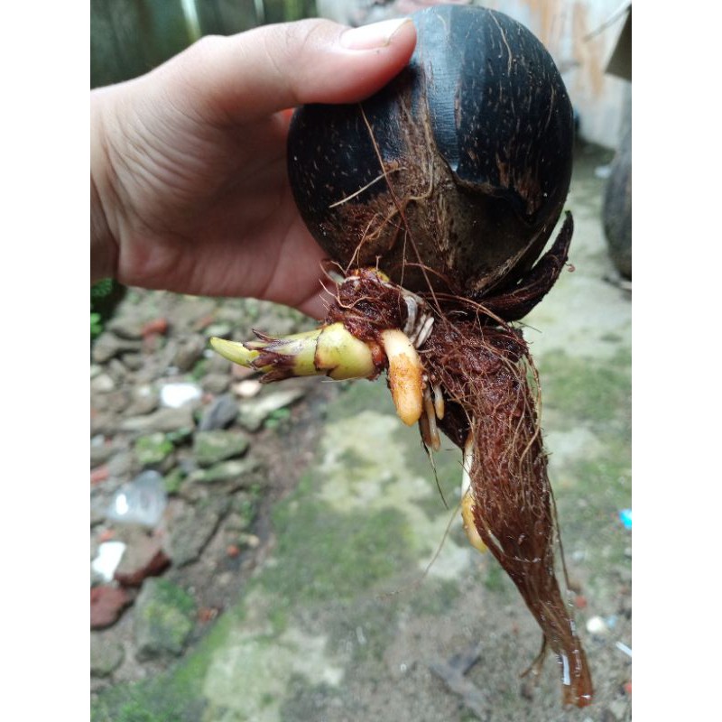 bahan bonsai kelapa nungging minion
