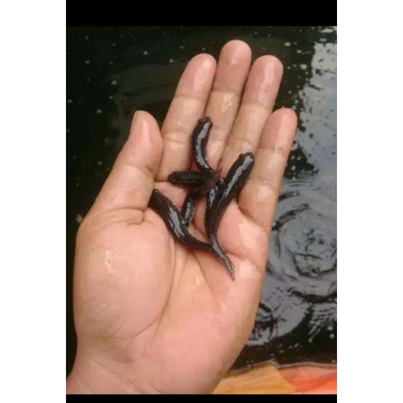 

bibit ikan gabus - ikan gabus