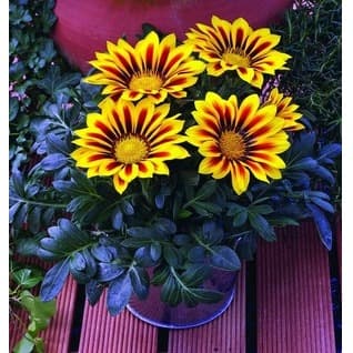 Haira Seed BIbit-Biji Bunga Gazania Pive Tesino