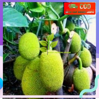 bibit nangka mini