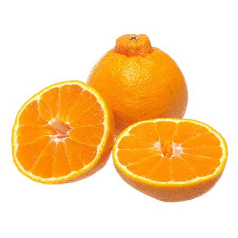 Bibit jeruk Dekopon