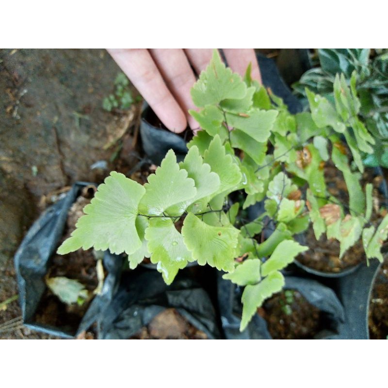 Tanaman Hias Suplir  Belimbing Kalong