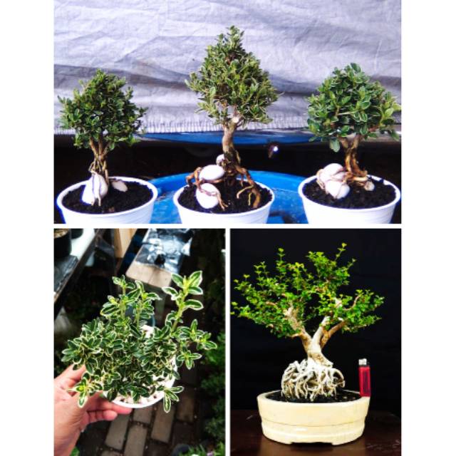 BAHAN BONSAI ASLI TANAMAN HIAS MIRTEN PUTIH POHON BONSAY 