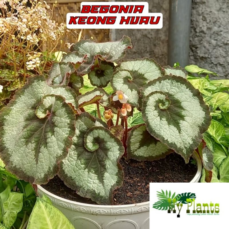 Tanaman Hias Bunga Begonia Rex Escargot Eskargot Keong Begonia Keong Hijau