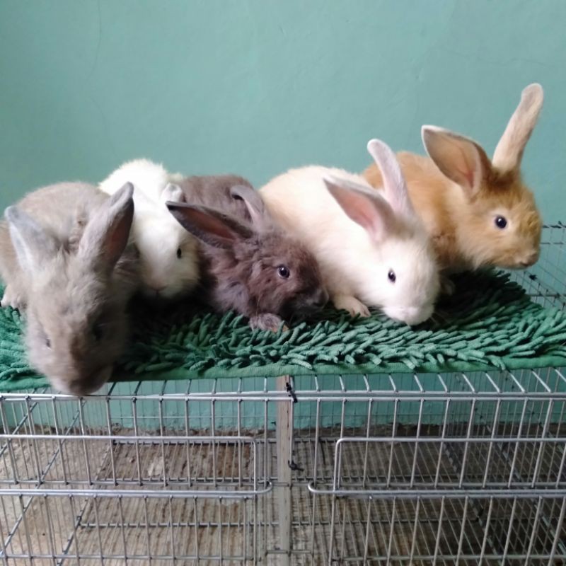 Kelinci Lokal (Anakan 2 bulan)