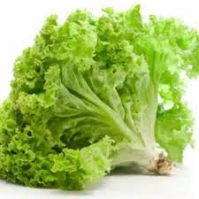 Benih Biji Bibit Selada Hijau Keriting