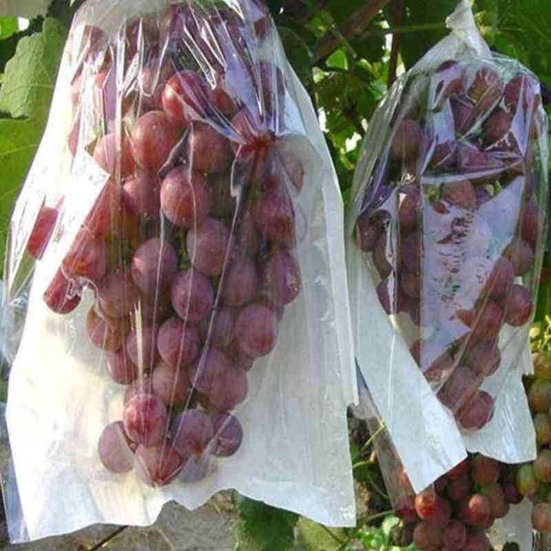 FRUIT COVER BRONGSONG BUAH ANGGUR, KLENGKENG