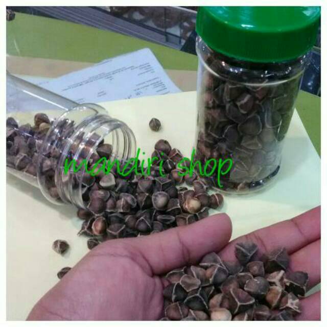 

Biji kelor super gundul 250butir