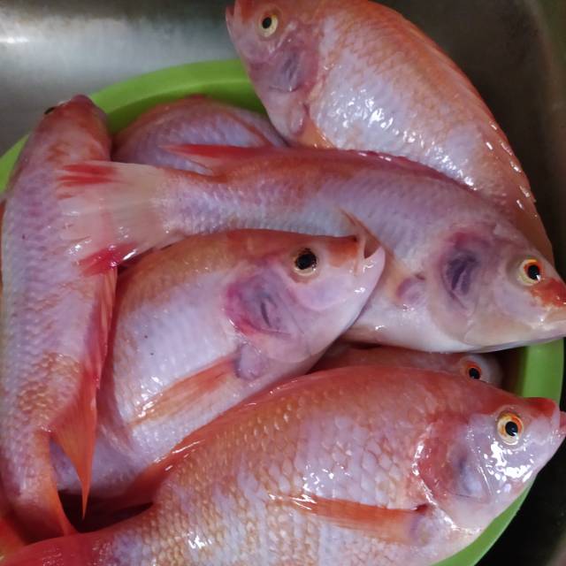 

Ikan Nila Segar per 1 Kg