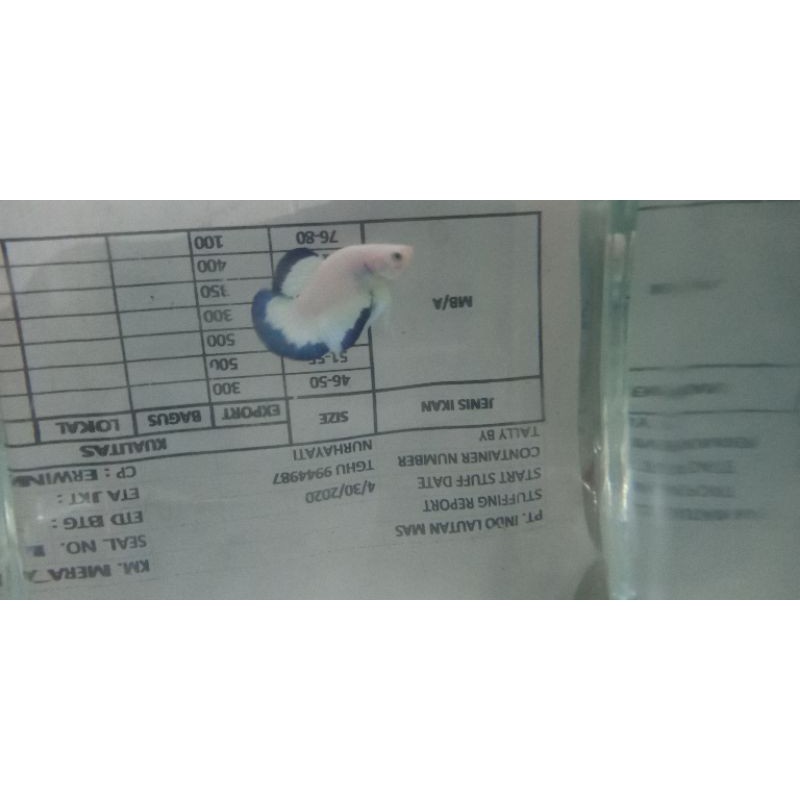 

Blue rim cupang